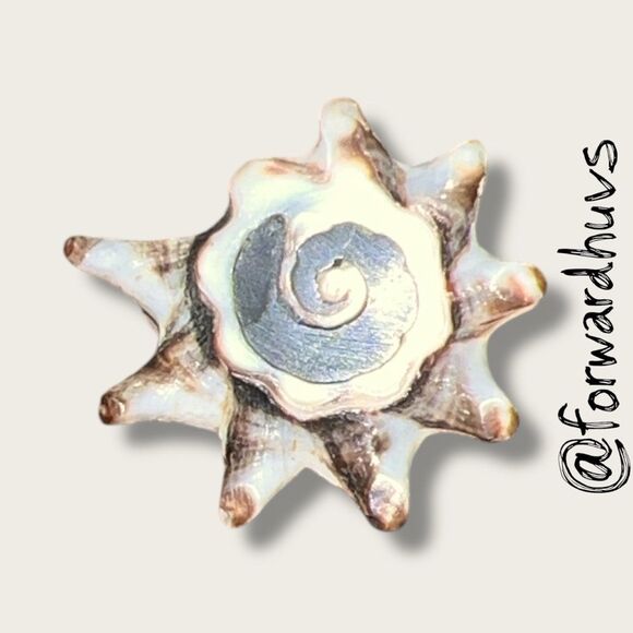 Natural Seashell Statement Ring – Size 6.5 Spiral Sunburst Design - Picture 4 of 9